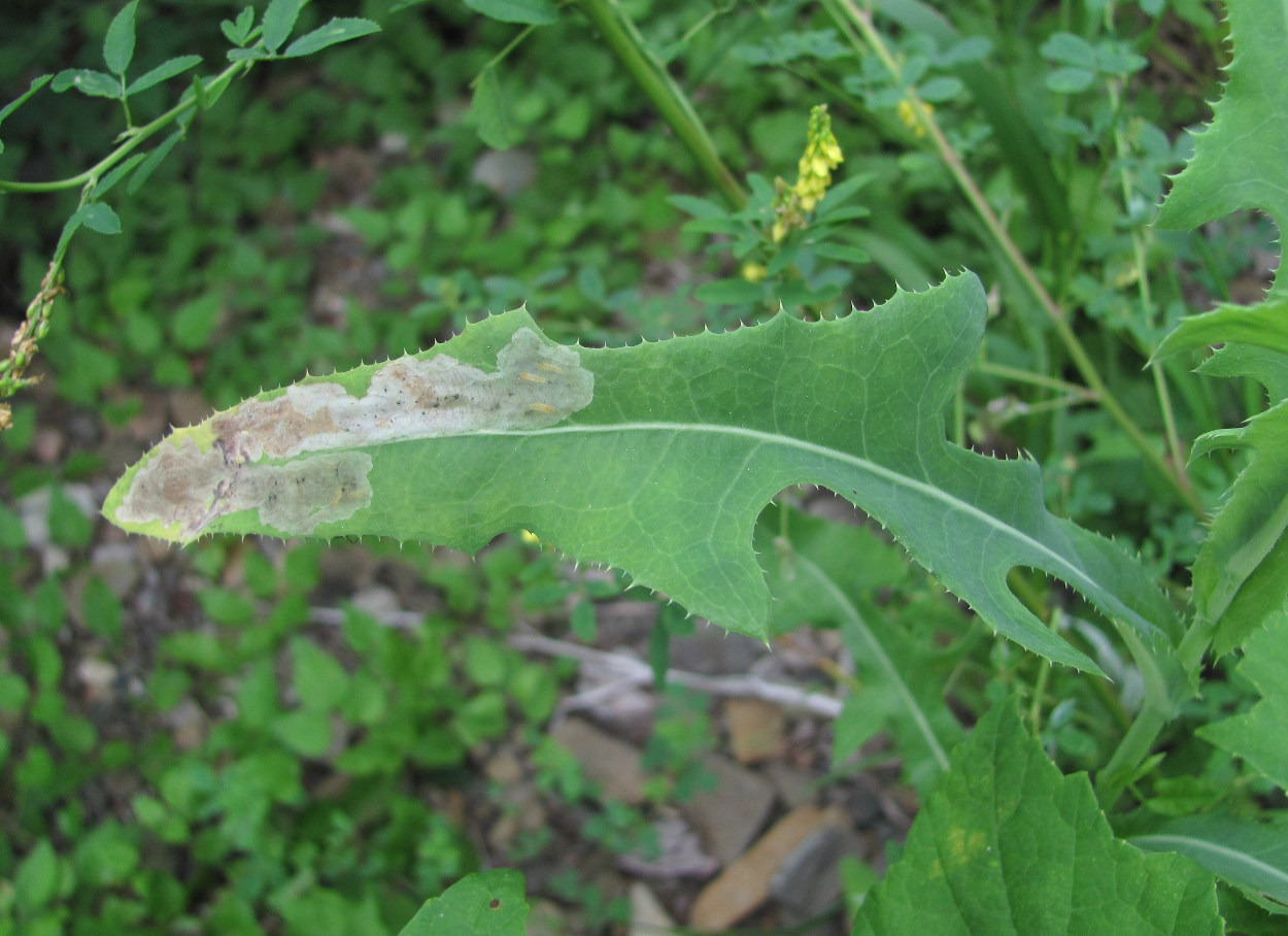 Изображение особи Sonchus arvensis.