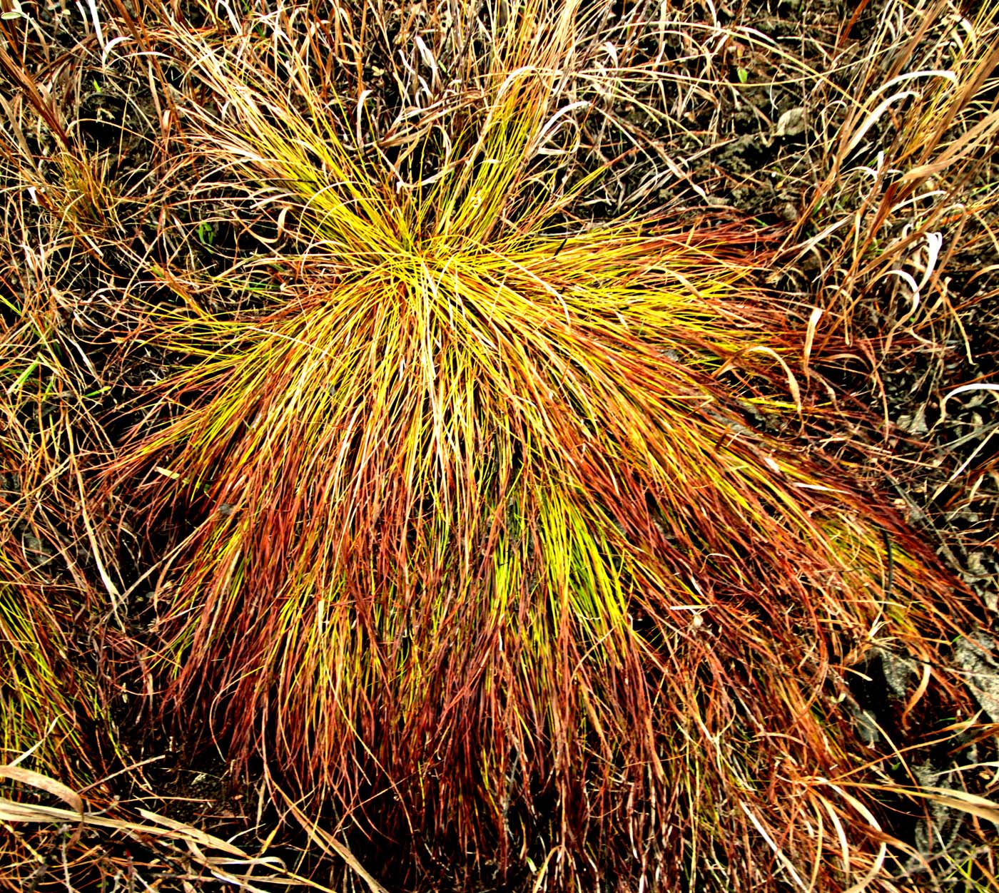 Image of Carex humilis specimen.