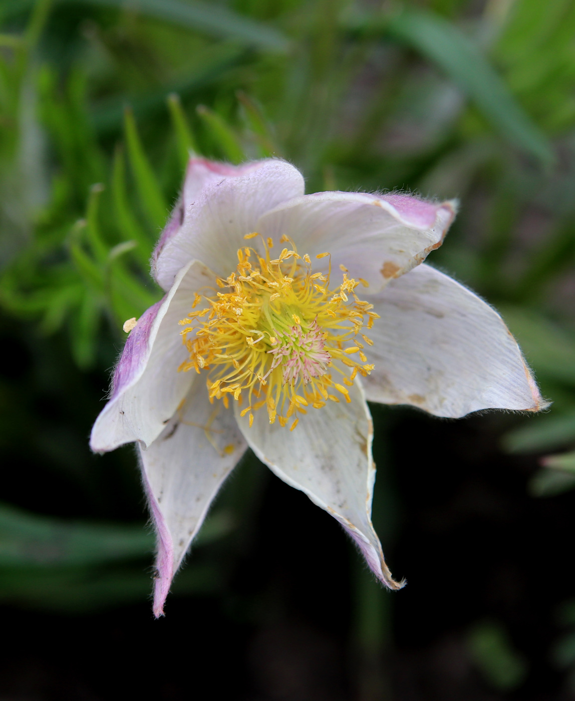 Изображение особи Pulsatilla multifida.