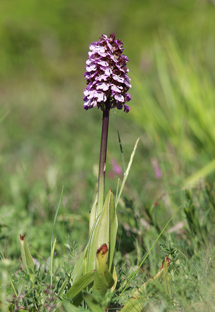 Image of Orchis purpurea specimen.