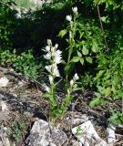 Cephalanthera damasonium