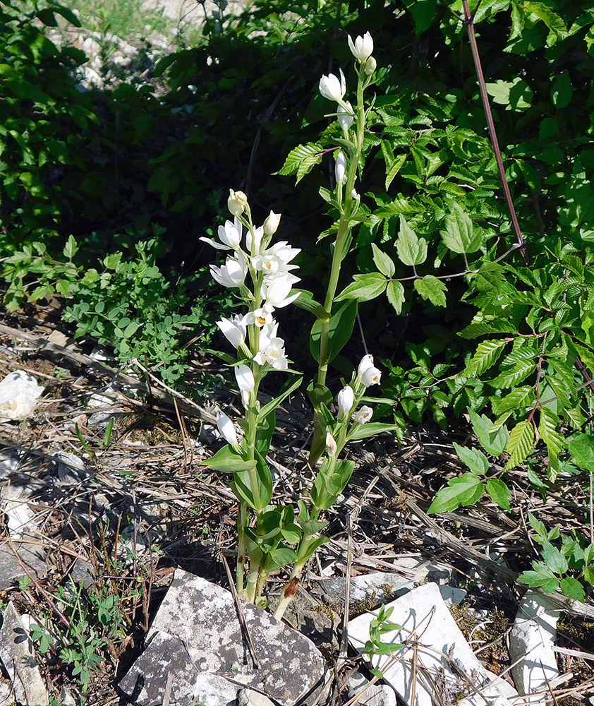 Изображение особи Cephalanthera damasonium.