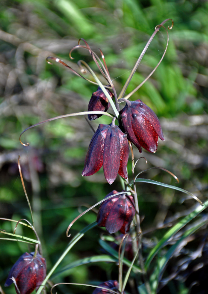 Изображение особи Fritillaria ruthenica.