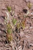 Boissiera squarrosa