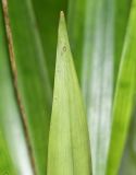 Tillandsia fendleri