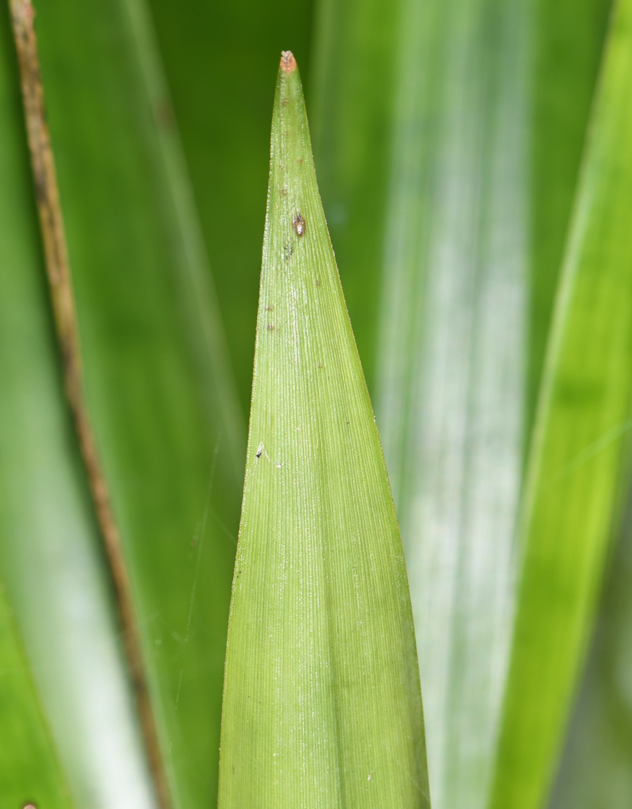 Image of Tillandsia fendleri specimen.