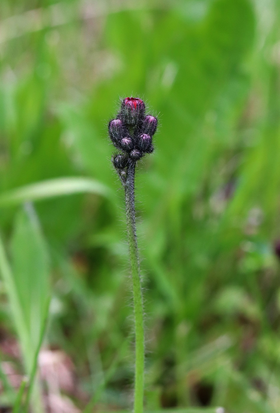 Image of Pilosella aurantiaca specimen.