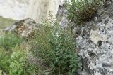 Scrophularia rupestris