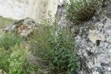 Scrophularia rupestris. Цветущее растение. Крым, природный парк регионального значения «Белая скала», замшелый нуммулитовый валун. 30 мая 2021 г.