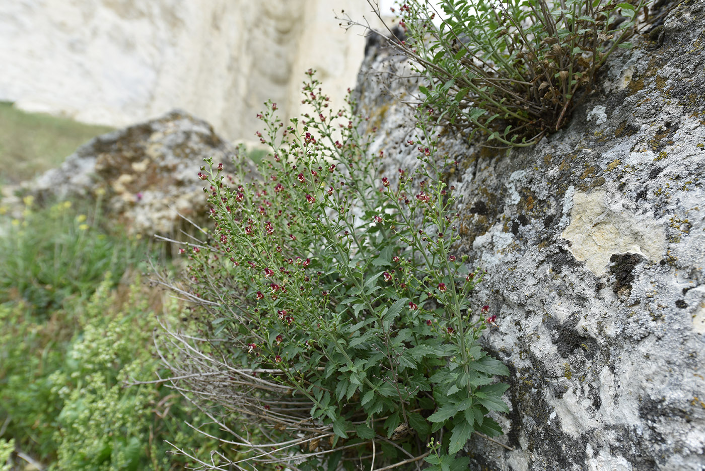 Image of Scrophularia rupestris specimen.