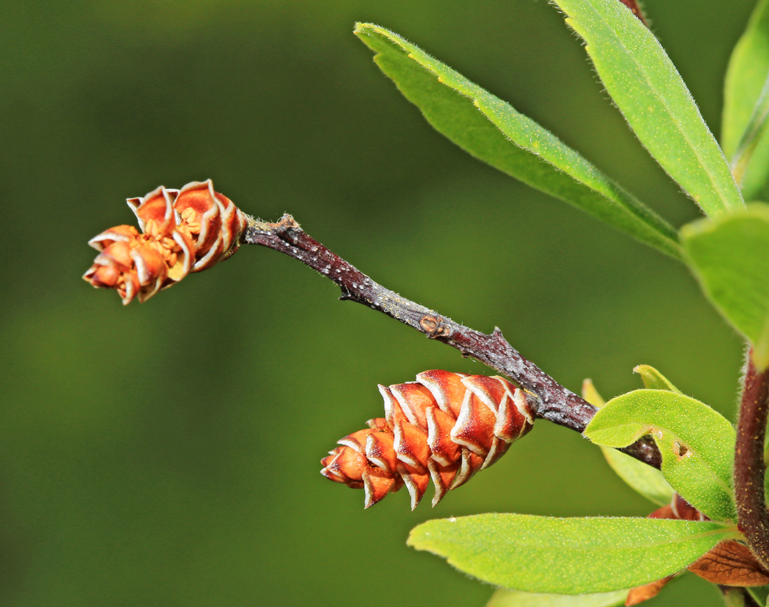 Image of Myrica tomentosa specimen.