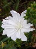 Cichorium intybus