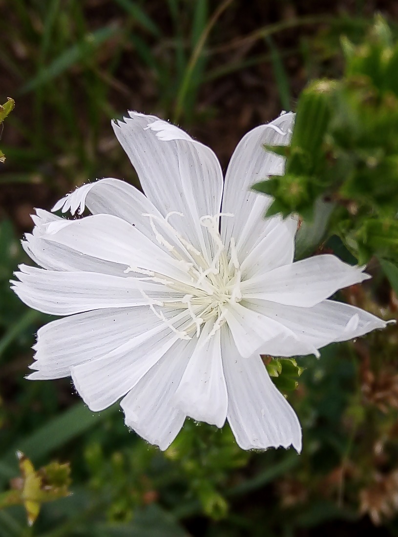 Image of Cichorium intybus specimen.