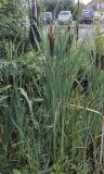 Typha latifolia