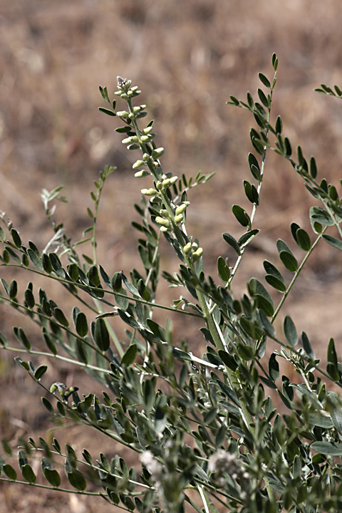 Изображение особи Goebelia pachycarpa.