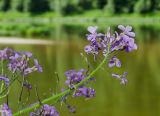 Hesperis sibirica