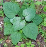 Clerodendrum bungei