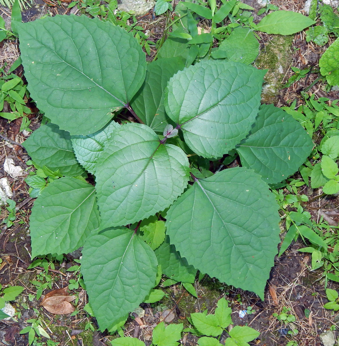 Image of Clerodendrum bungei specimen.