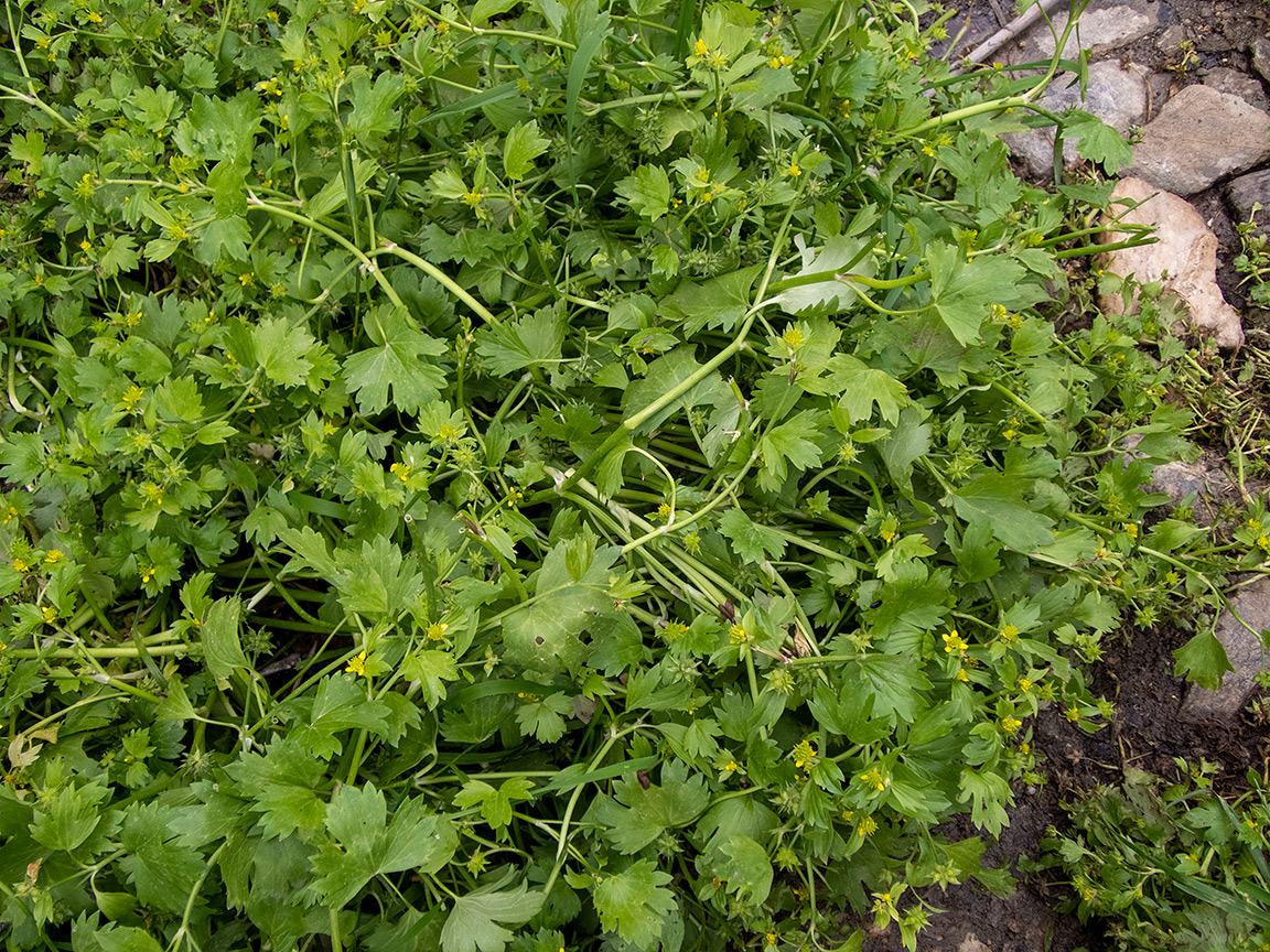 Изображение особи Ranunculus muricatus.