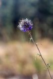 Echinops adenocaulos