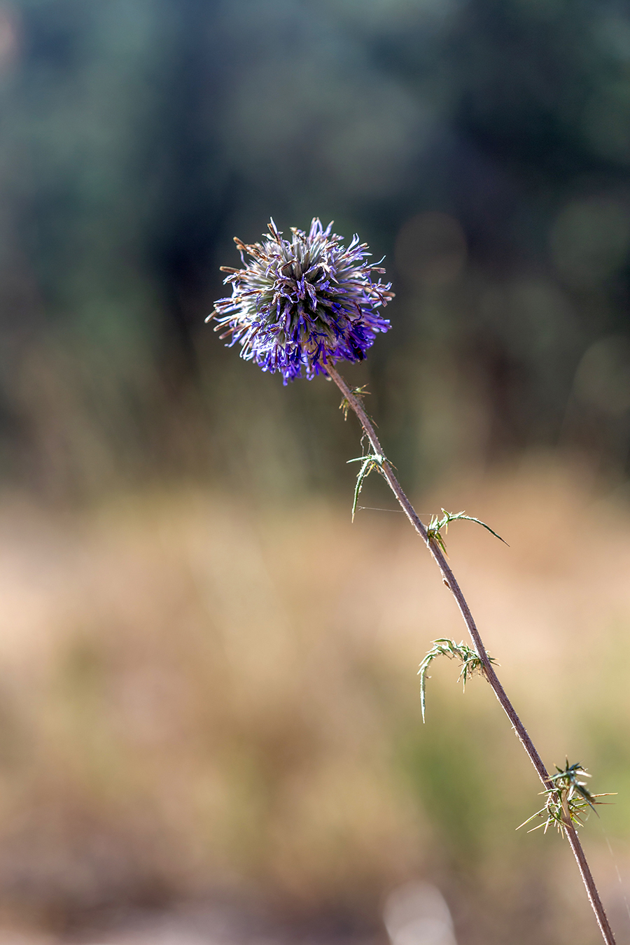 Изображение особи Echinops adenocaulos.