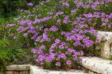 Pelargonium cucullatum