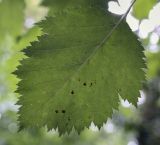 Crataegus chlorosarca