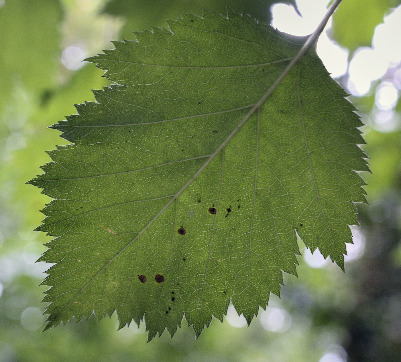 Изображение особи Crataegus chlorosarca.