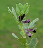 Vicia narbonensis. Верхушка цветущего растения. Азербайджан, Ленкоранский р-н, гирканский лес. 13.04.2010.