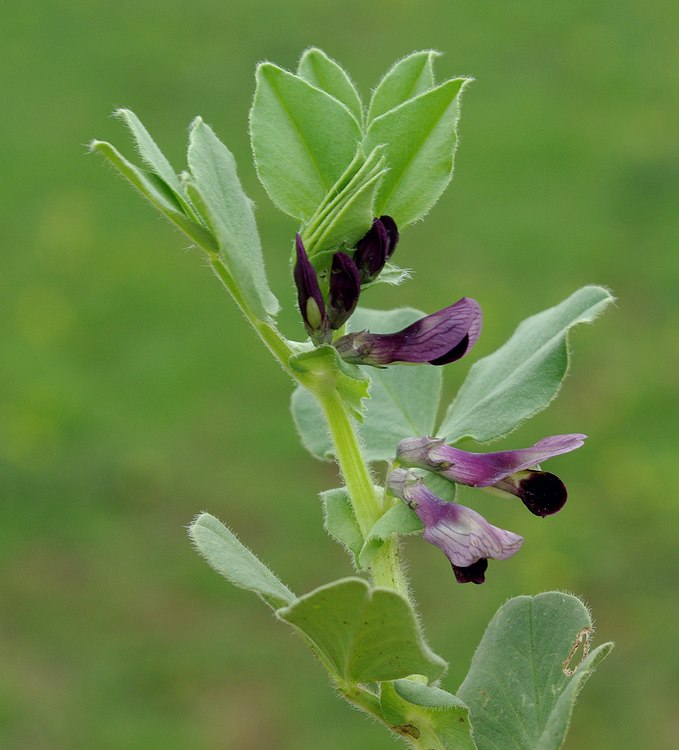 Изображение особи Vicia narbonensis.