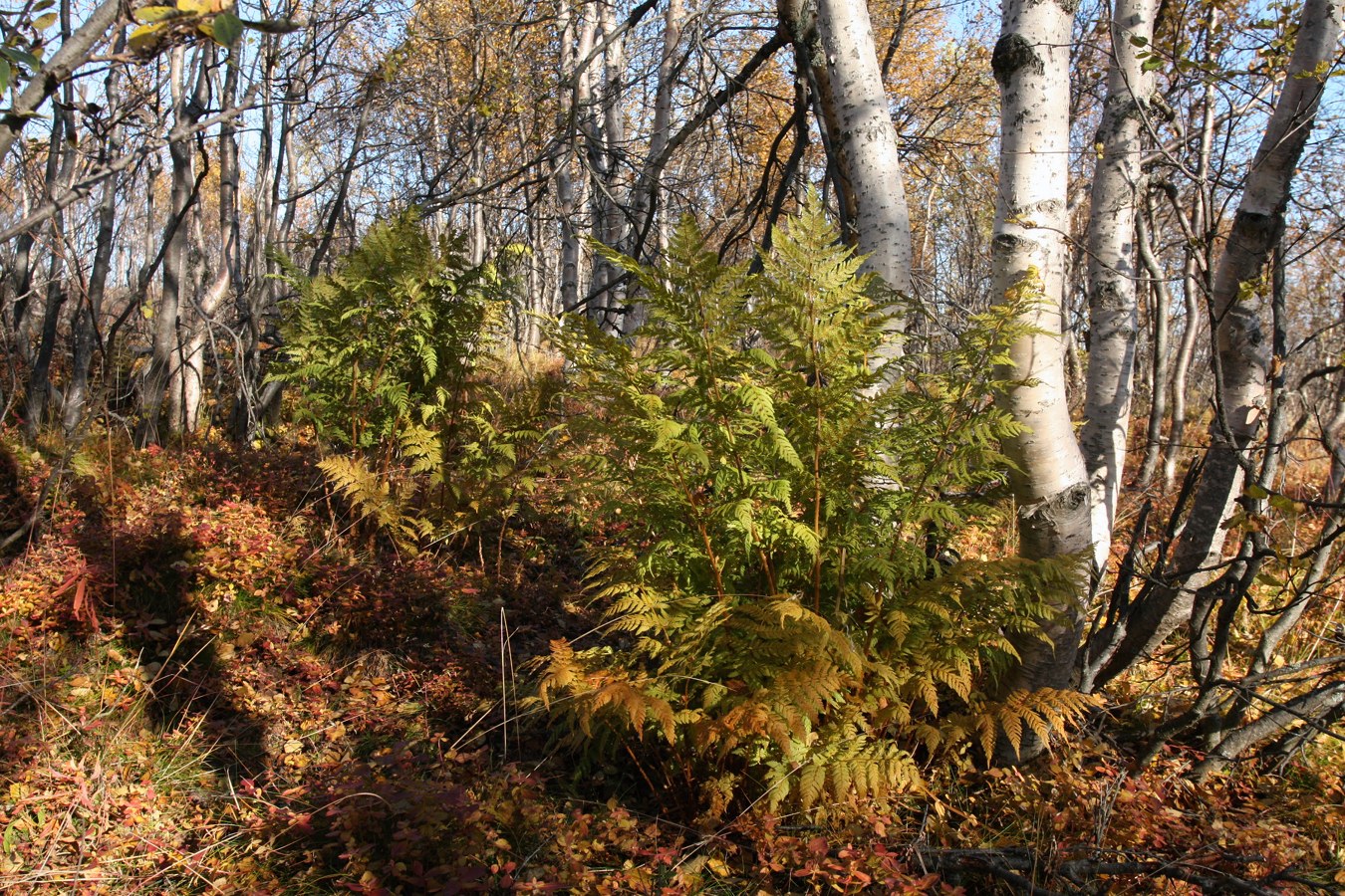 Изображение особи Dryopteris assimilis.