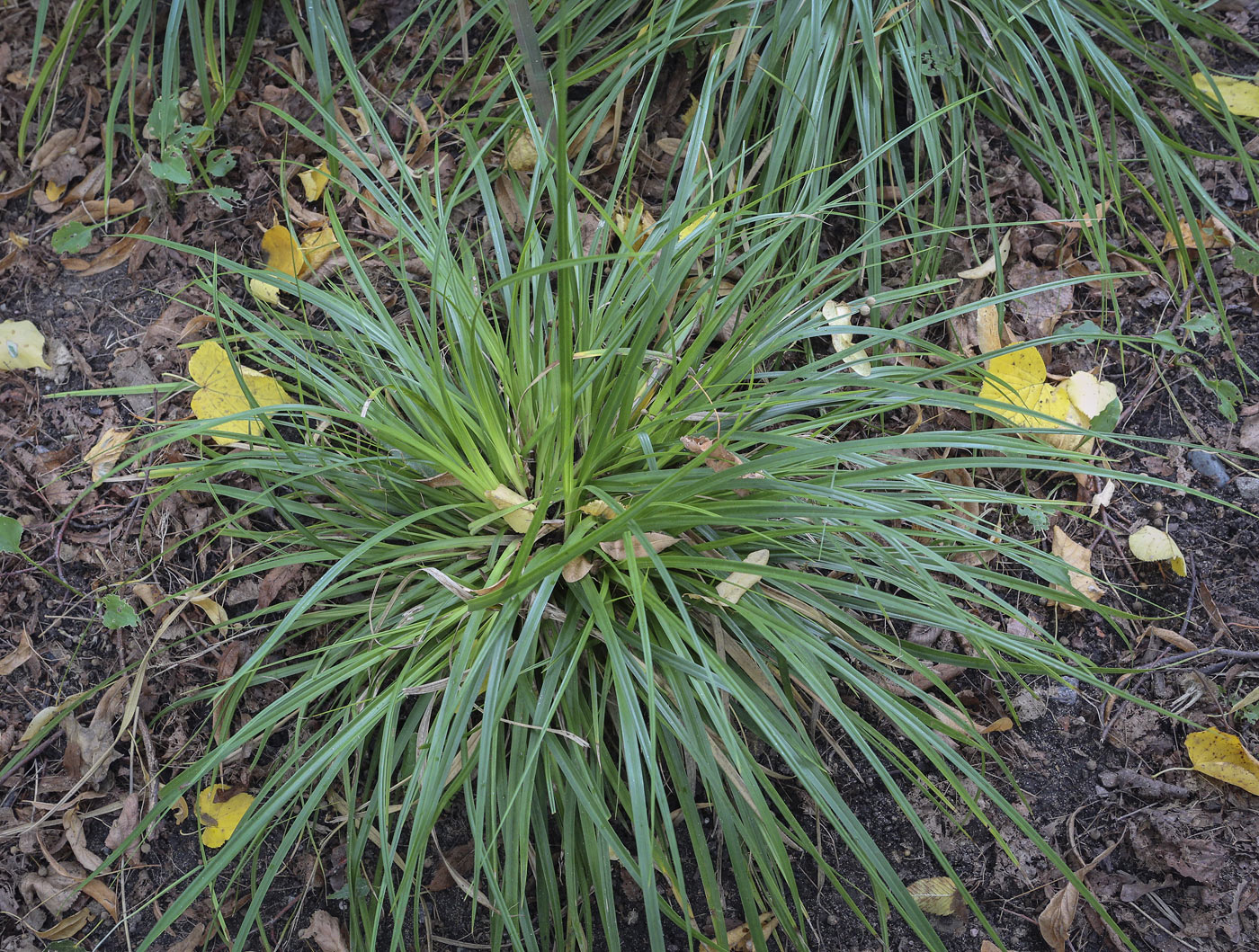 Image of Carex morrowii specimen.