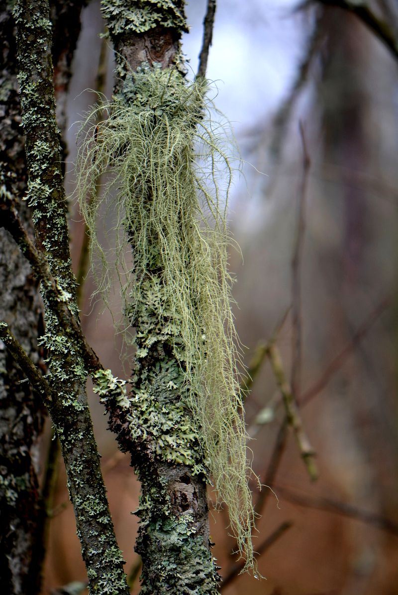 Image of Usnea barbata specimen.