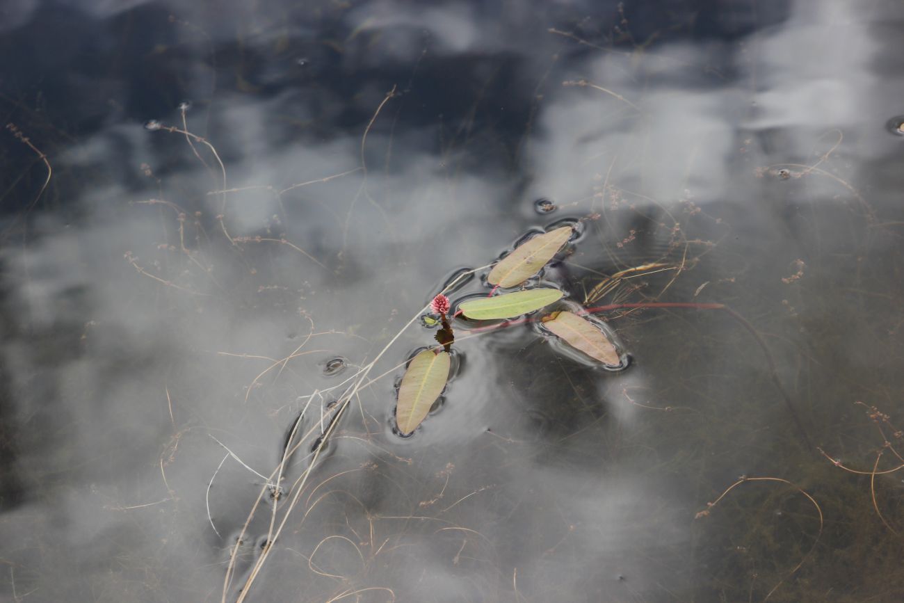 Image of Persicaria amphibia specimen.