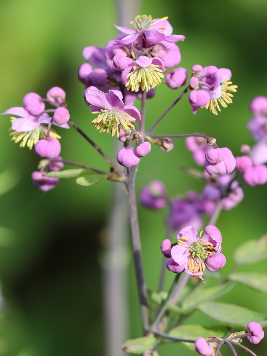 Изображение особи Thalictrum delavayi.