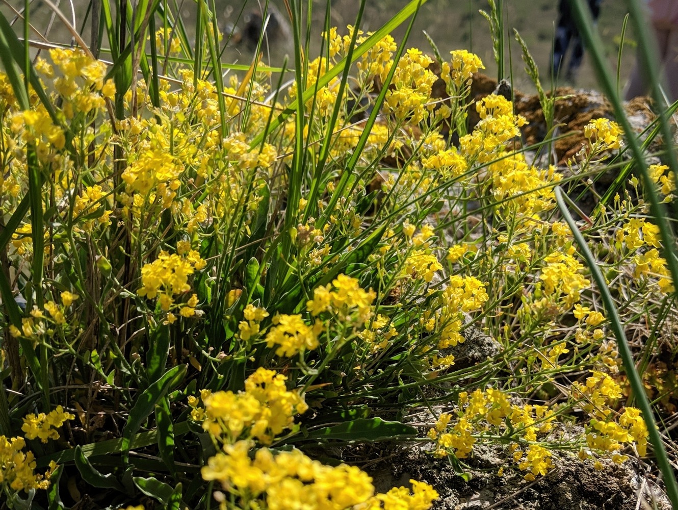 Изображение особи Aurinia saxatilis.