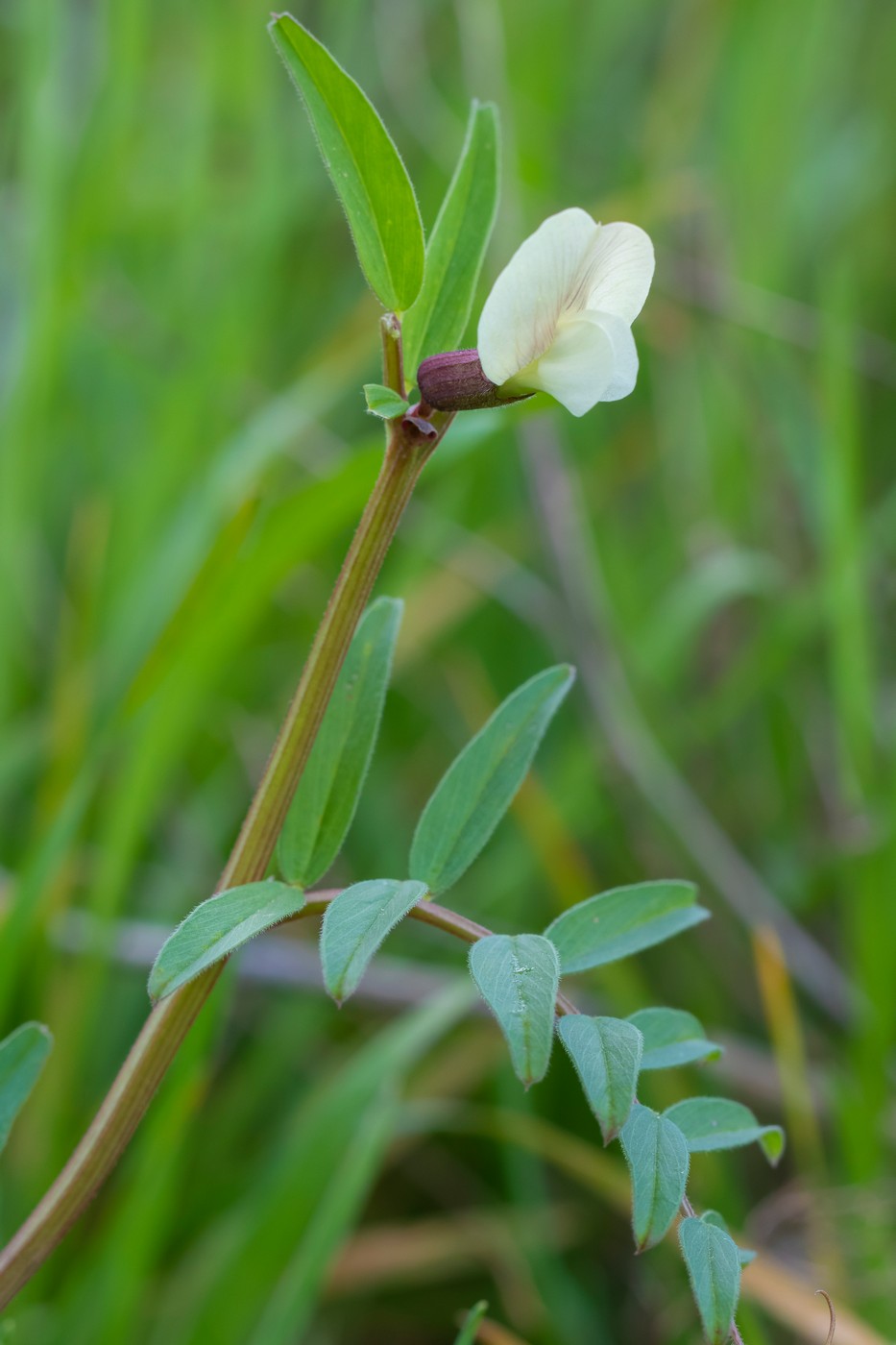 Image of Vicia grandiflora specimen.