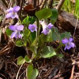 Viola rupestris