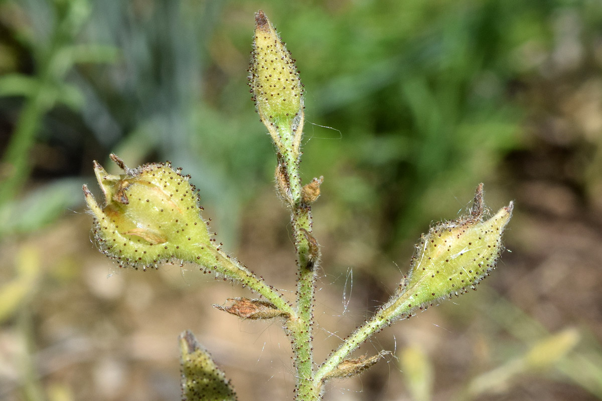 Image of Biebersteinia multifida specimen.