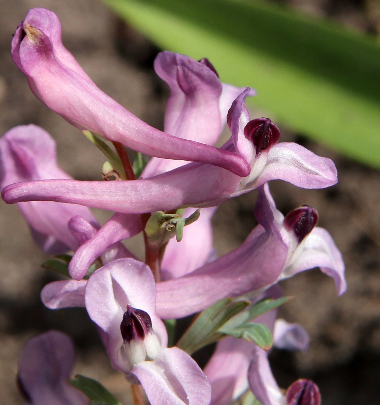 Image of genus Corydalis specimen.