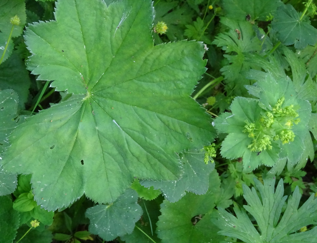 Изображение особи род Alchemilla.