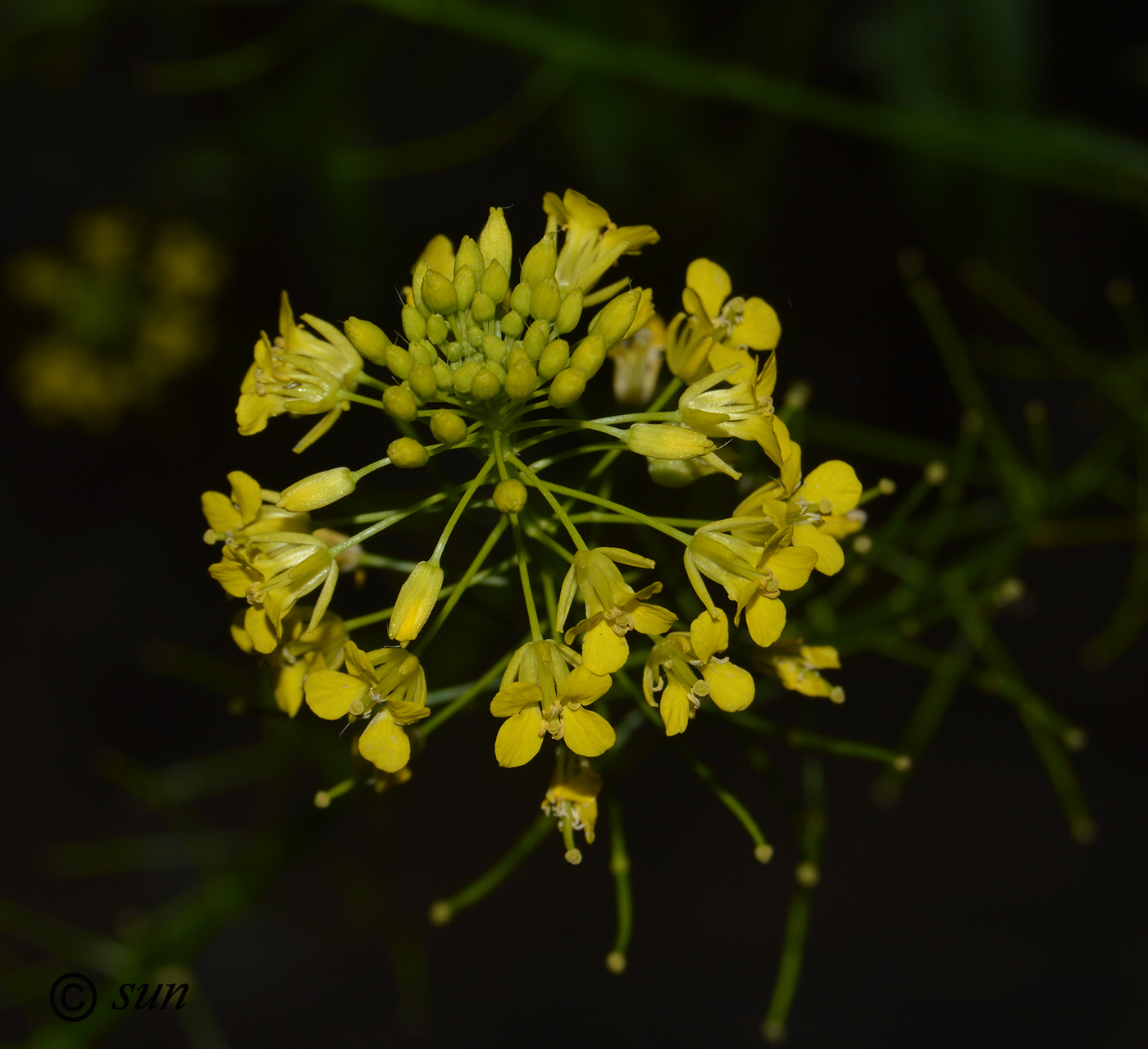 Image of Sisymbrium loeselii specimen.