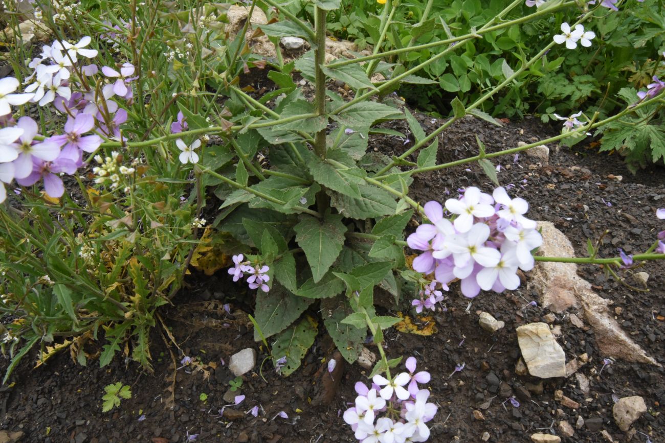 Image of Hesperis matronalis specimen.