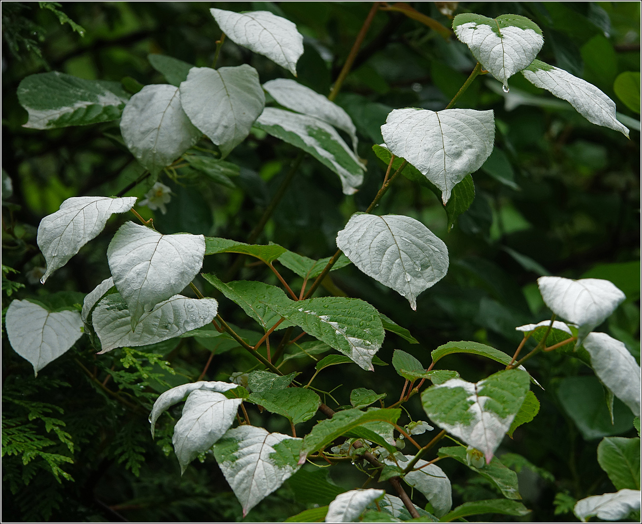 Изображение особи Actinidia kolomikta.