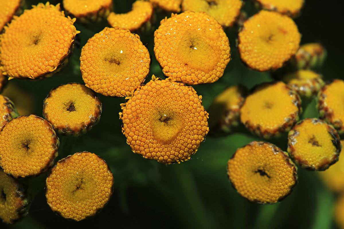 Изображение особи Tanacetum boreale.