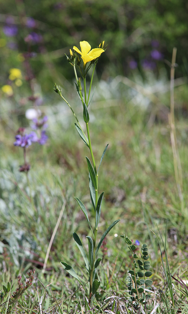 Image of Linum alexeenkoanum specimen.