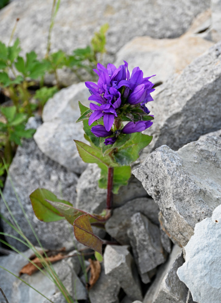 Изображение особи Campanula trautvetteri.