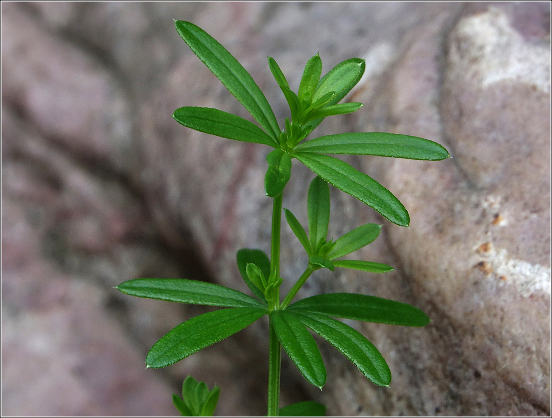 Изображение особи Galium mollugo.