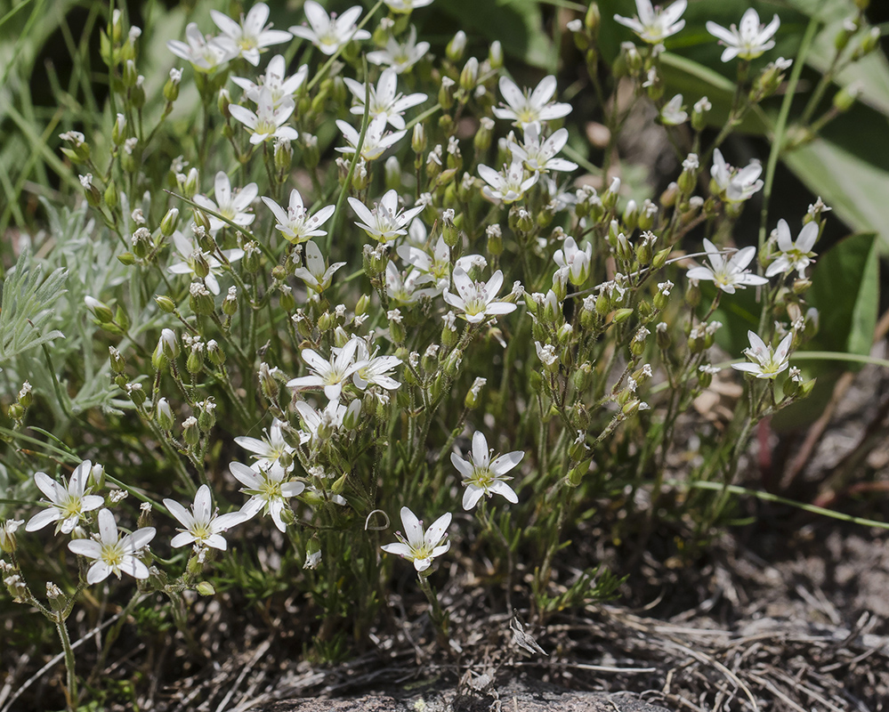 Image of Minuartia oreina specimen.