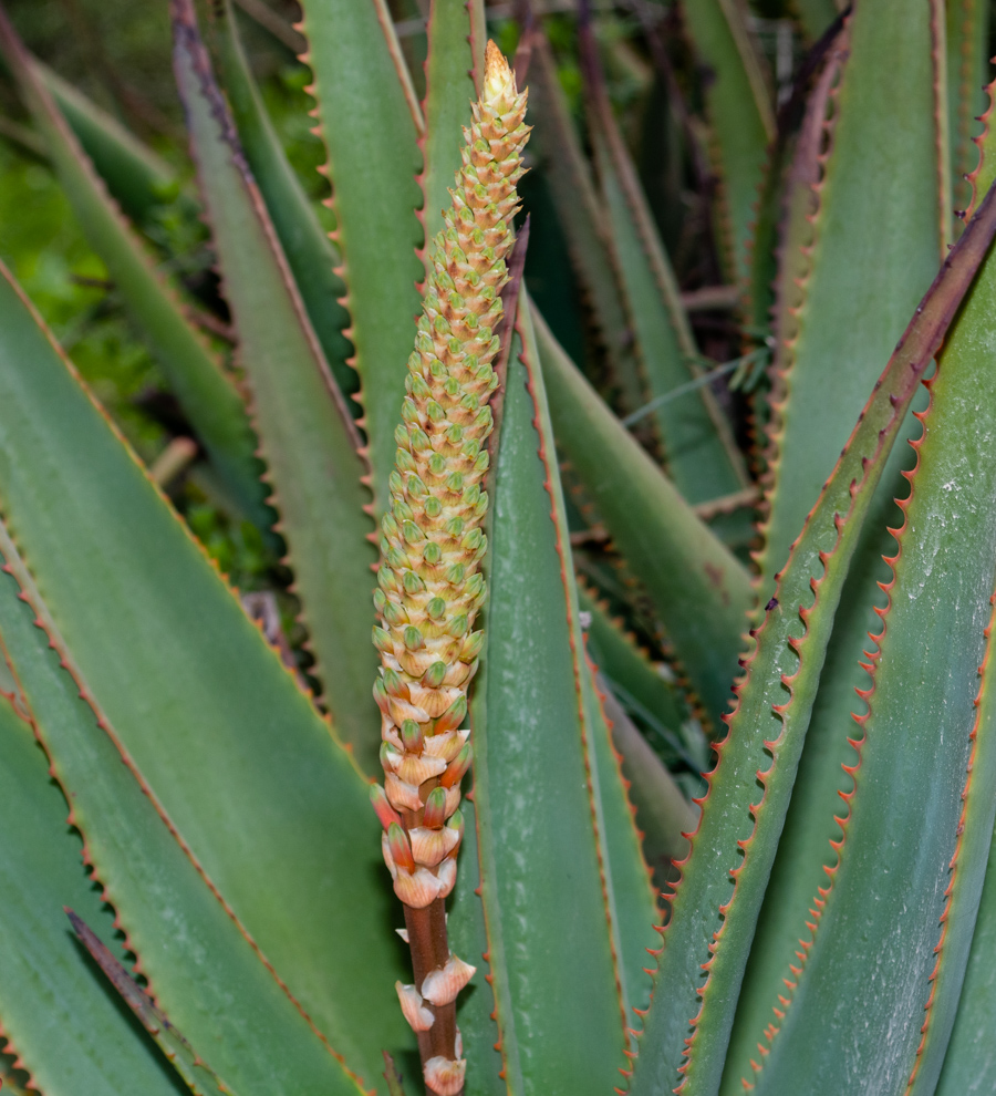 Изображение особи Aloe lutescens.